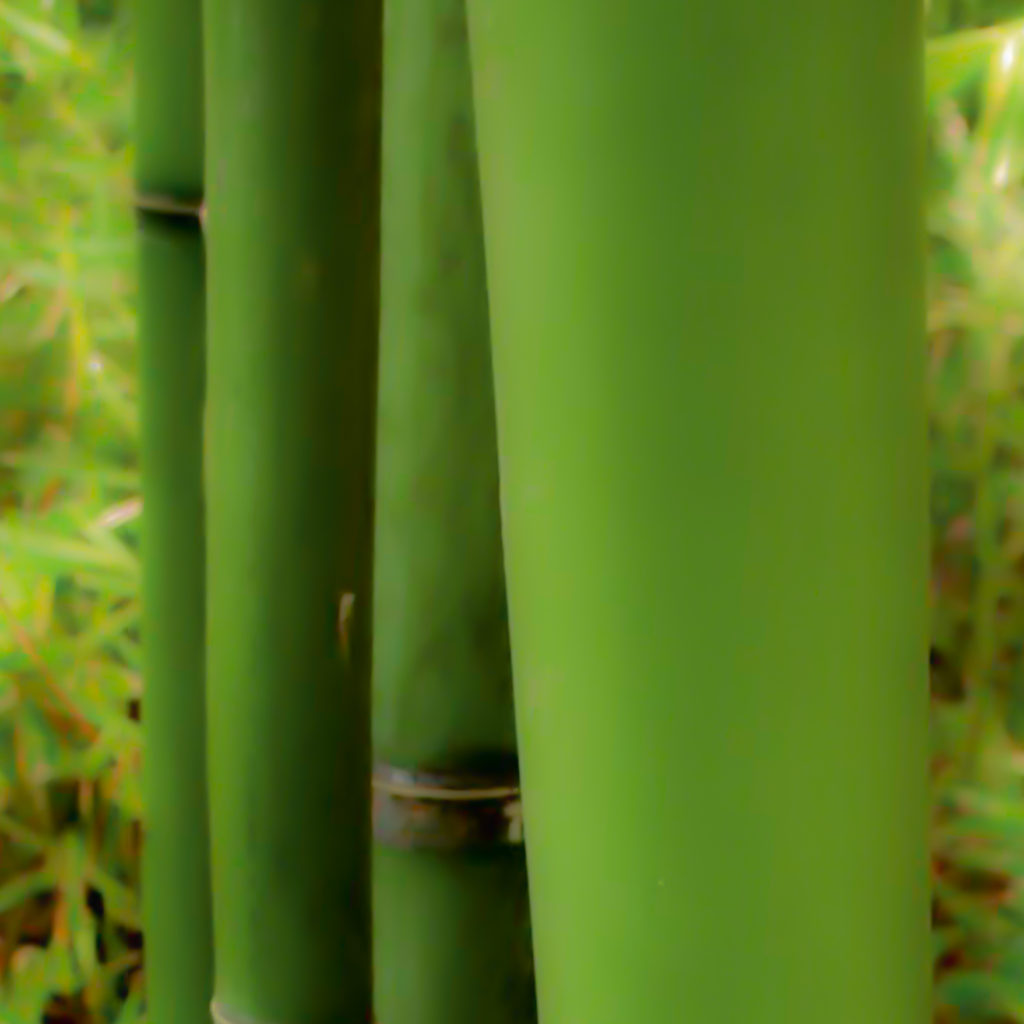 bambusoides editada (1)