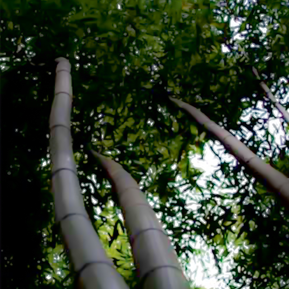 bambusoides editada (2)