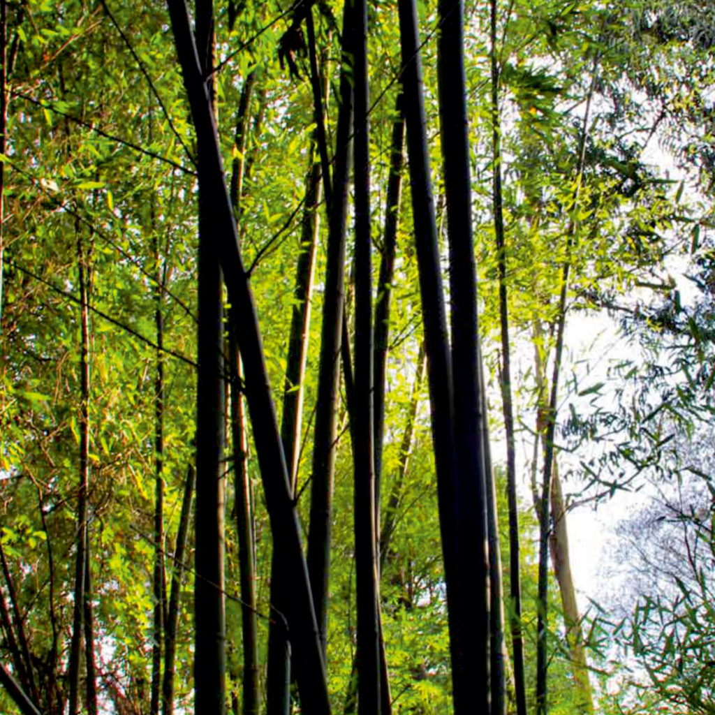 bambusoide  editada